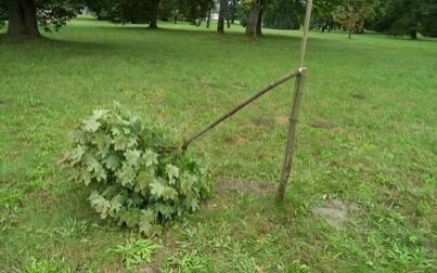 Głupota i bezmyślność: Kolejne drzewa zniszczone, koszty poniosą wszyscy kęczanie