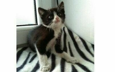 Koci kawaler do wzięcia! Kto da mu dom?