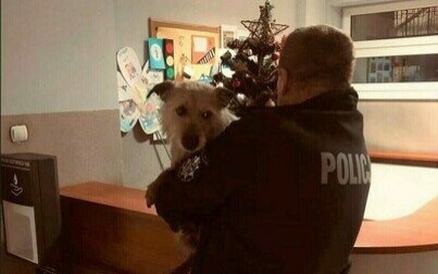 Kęty. Pomogli psiakowi. Futrzak w schronisku czeka na swojego właściciela