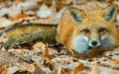 Uwaga: Ochronne szczepienia lisów wolno żyjących przeciw wściekliźnie!