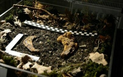 „Na szlaku”. Wystawa archeologiczna i gra edukacyjna. Propozycja dla szkół