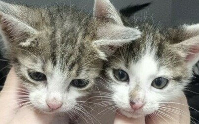 Dwie rezolutne kotki do wzięcia od zaraz!