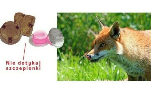 Akcja ochronnego szczepienia lisów wolno żyjących