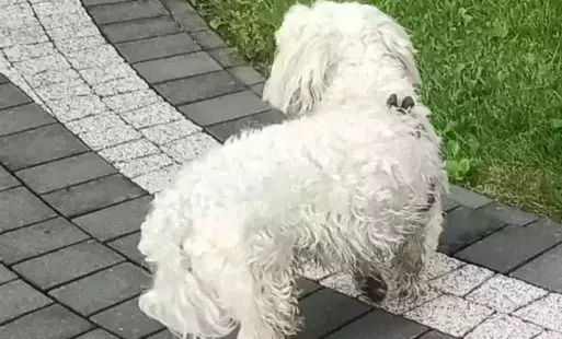 Bez obroży, ale z nadzieją - Szukamy właściciela!