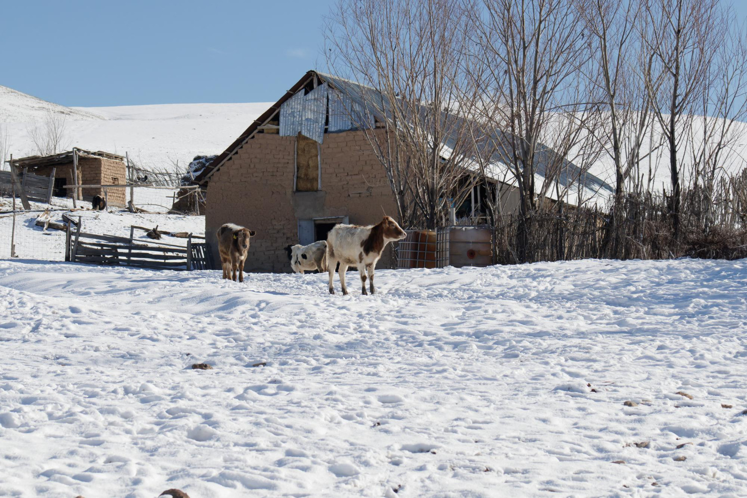 Jak przygotować gospodarstwo na mróz?