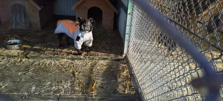 Ponowne kontrole schronisk w Oświęcimiu. Brak uchybień, sytuacja jest na bieżąco monitorowana