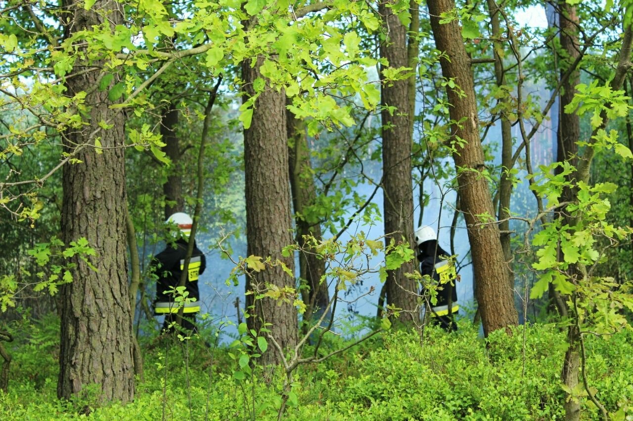 Pożar ściółki leśnej w Bobrku. ZDJĘCIA !
