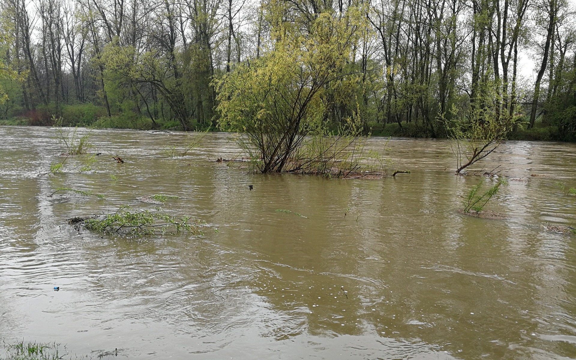 Poziom rzek zbliża się do poziomów alarmowych. Pierwsze zgłoszenia o lokalnych podtopieniach. ZDJĘCIA !