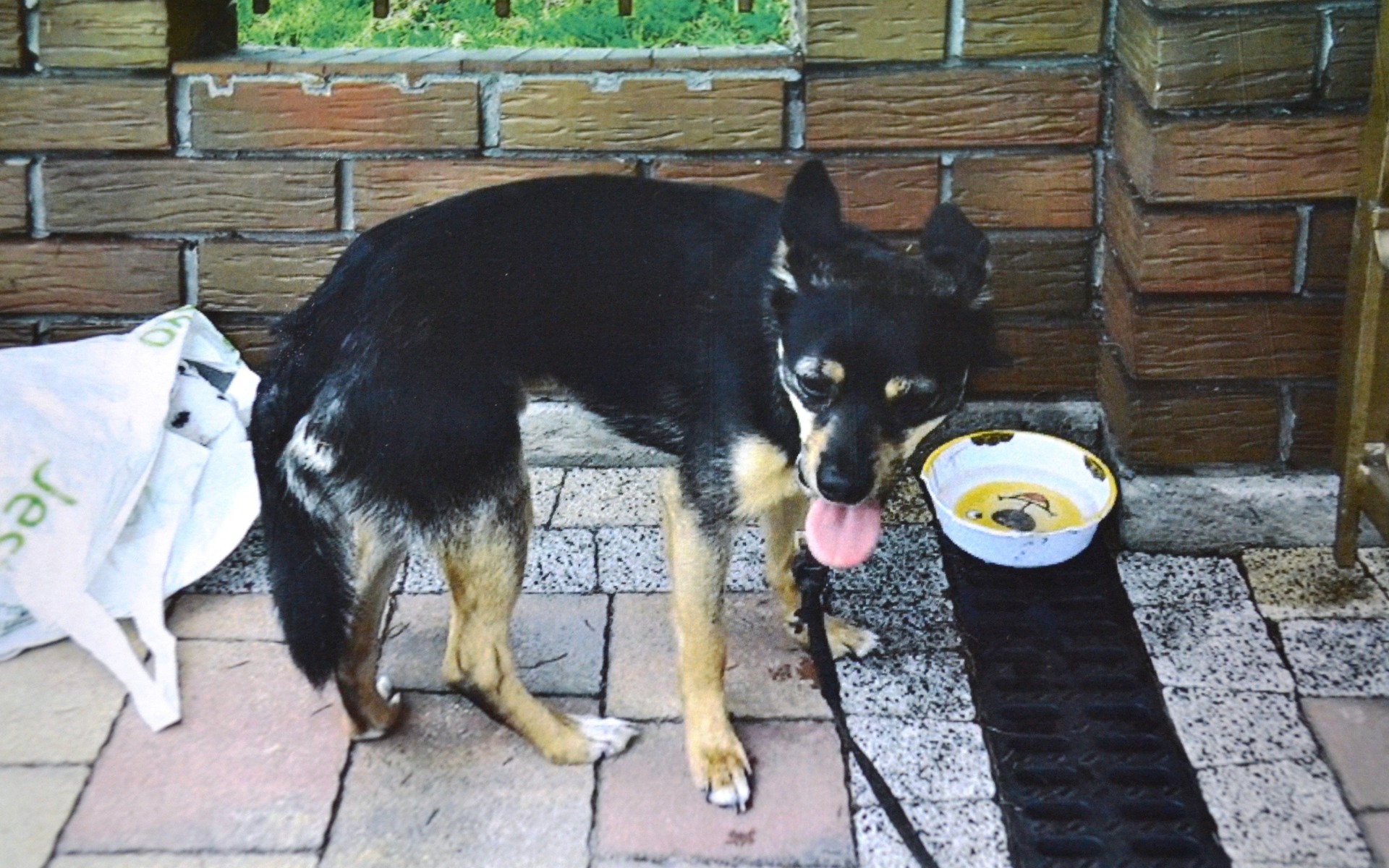 ! UWAGA ! KTOŚ PORZUCIŁ PSA RAZEM Z ZABAWKAMI JEDZENIEM I MISKĄ ! PROŚBA O UDOSTĘPNIENIE !