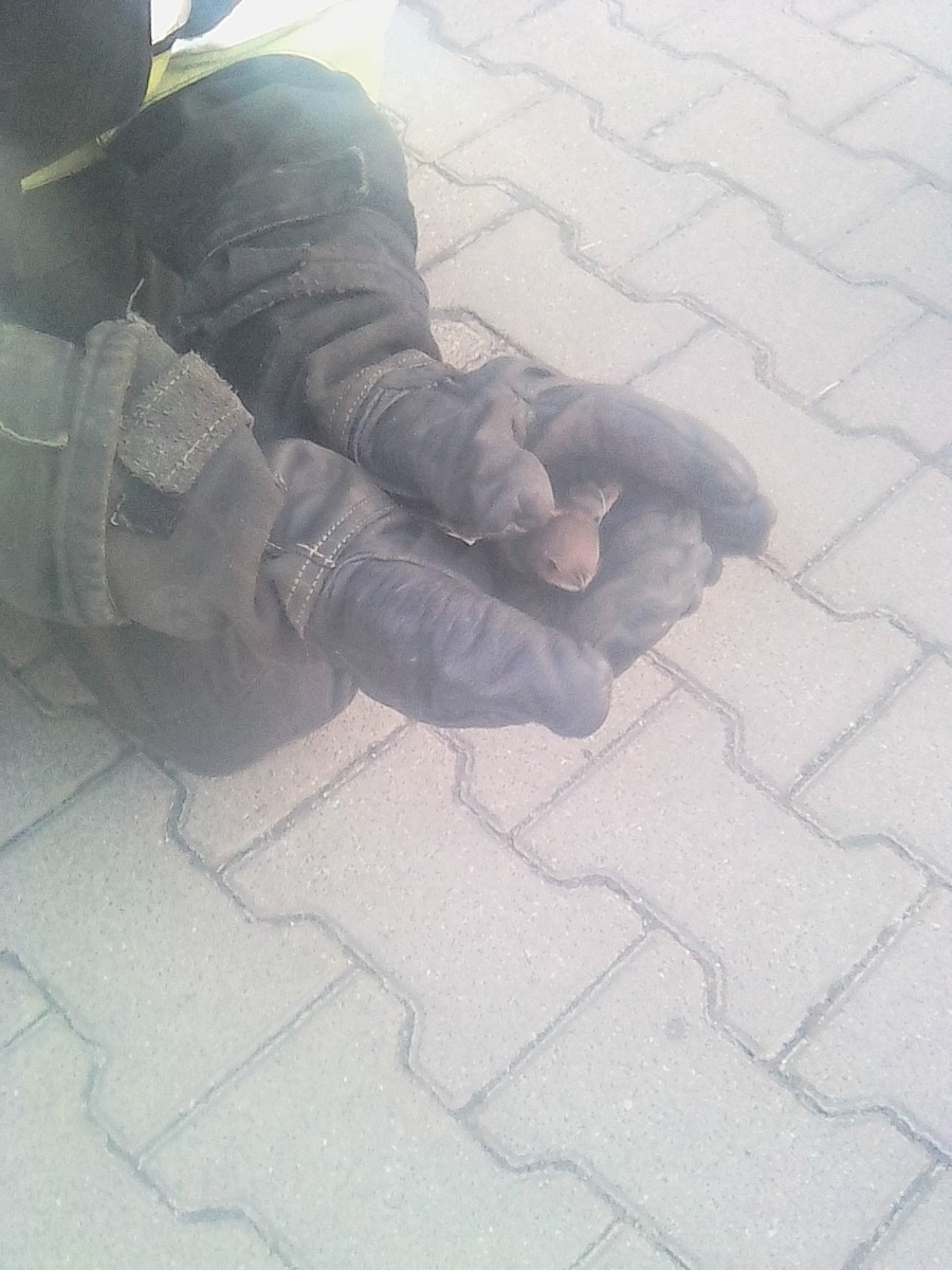 Ptak zaplątał się w izolację budynku. Z pomocą ruszyli strażacy! ZDJĘCIA !