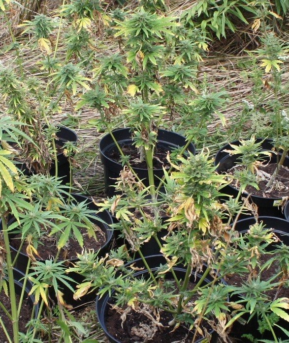 Poszukiwany właściciel ,,gandzi” ! Policja zabezpieczyła 2,5 tysiąca działek dealerskich ! ZDJĘCIA !