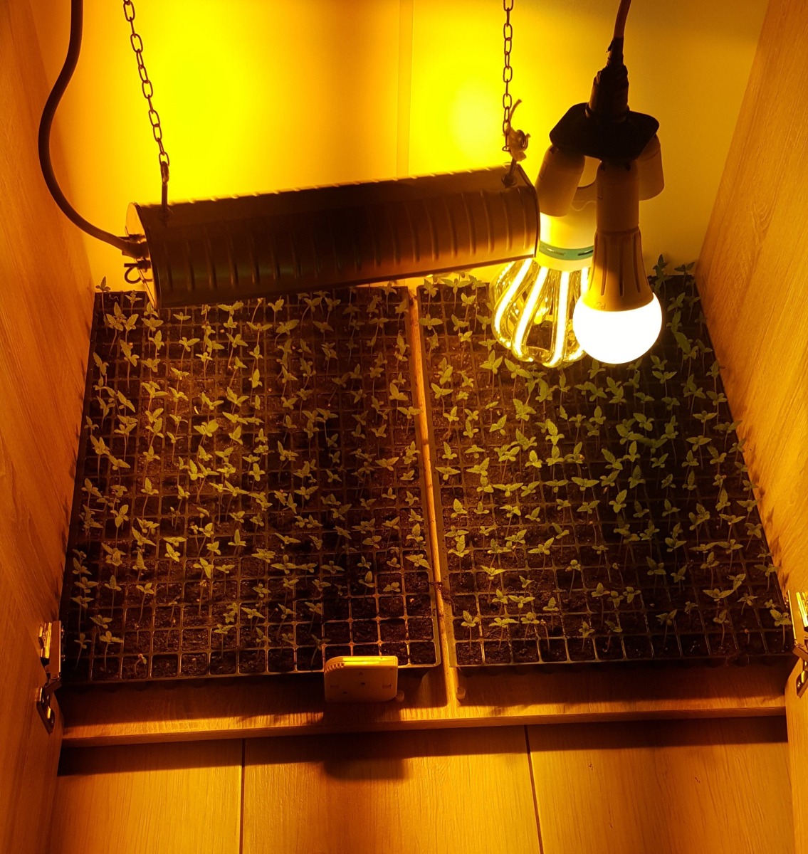 Kolejna duża plantacja konopi indyjskich zlikwidowana ! ZDJĘCIA !