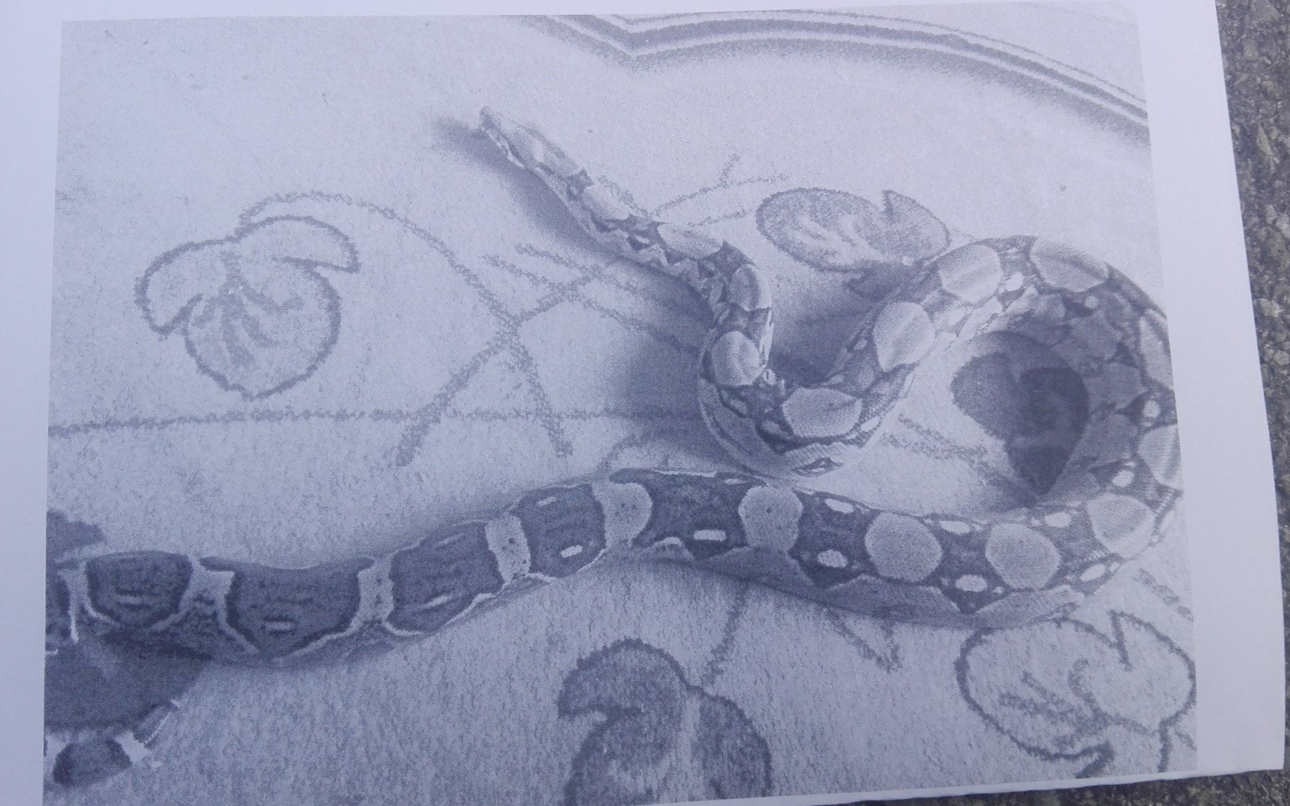 UWAGA ! STRAŻACY ORAZ POLICJANCI POSZUKUJĄ BOA DUSICIELA ! ZDJĘCIA !