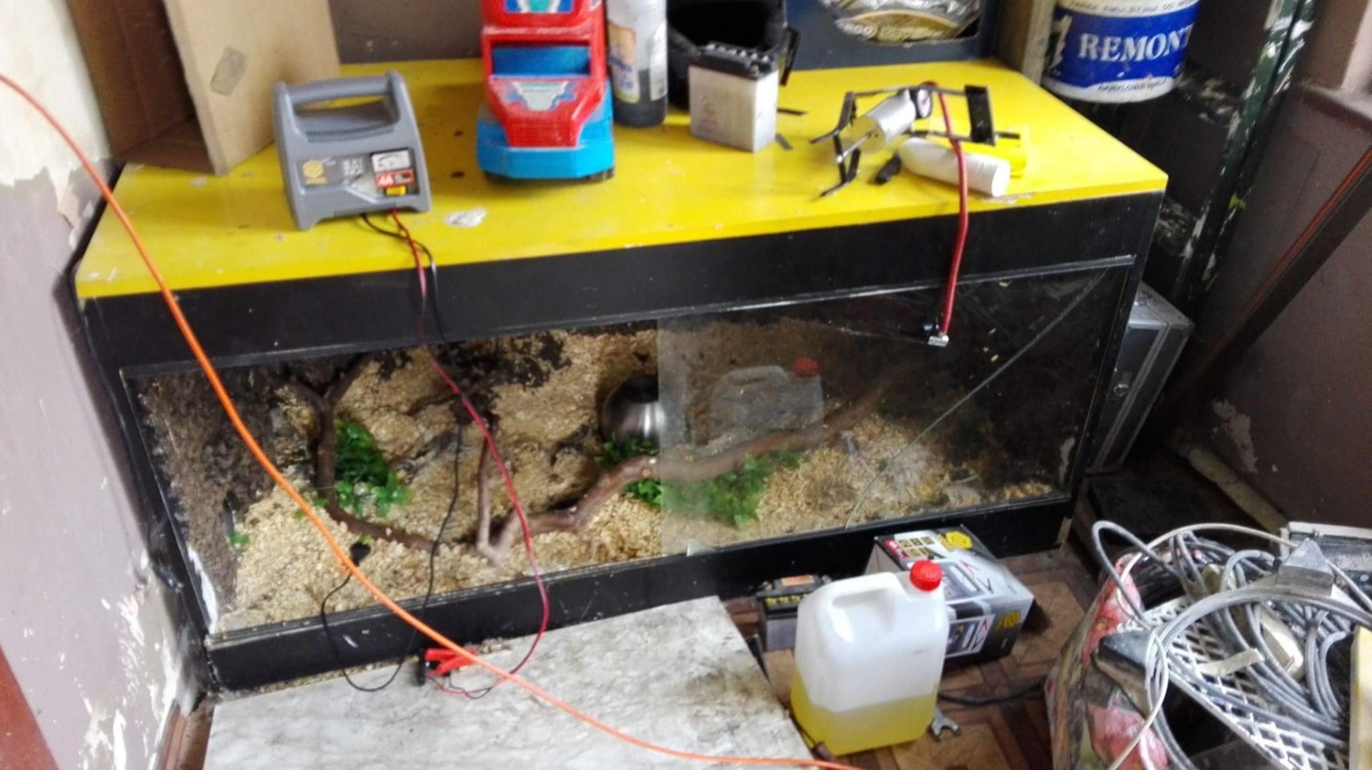 Poszukiwania BOA DUSICIELA przerwane. NOWE INFO oraz ZDJĘCIA !