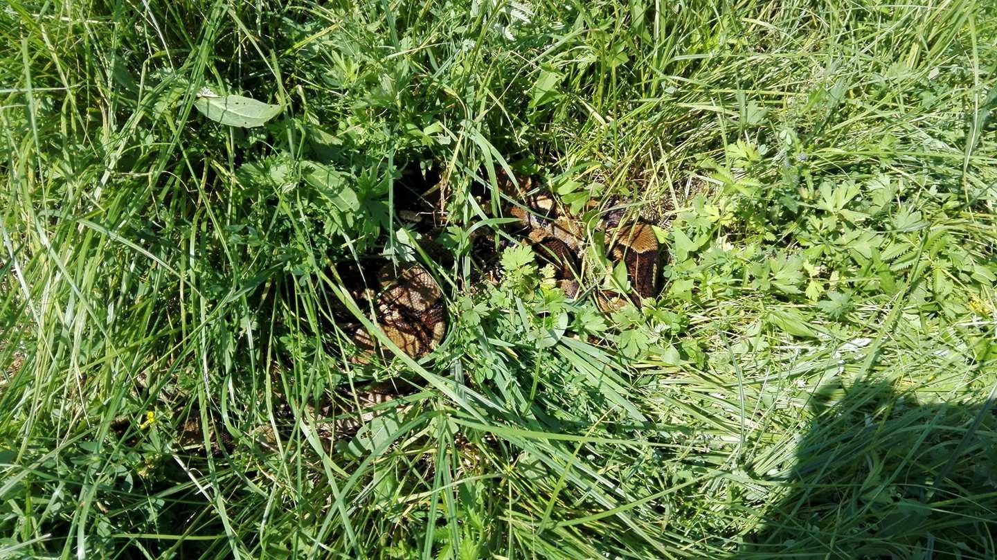 UWAGA ! BOA DUSICIEL ODNALEZIONY ! ZDJĘCIE !