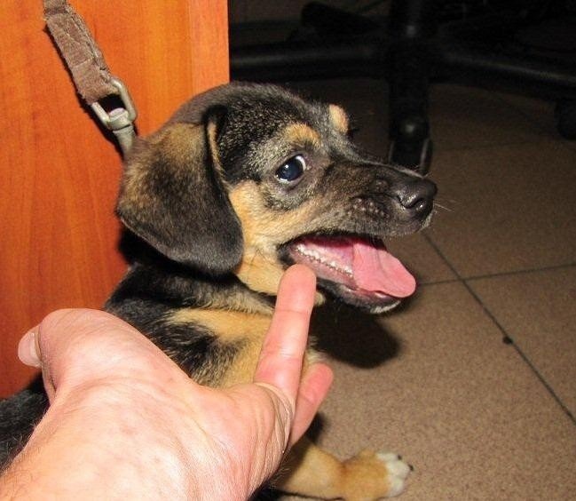 Pijany mężczyzna ciągnął na smyczy po chodniku, czteromiesięcznego szczeniaka ! ZDJĘCIA !