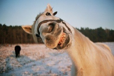 Cwany koń kolejny raz przechytrzył właściciela i udał się na popołudniowy spacer po mieście !