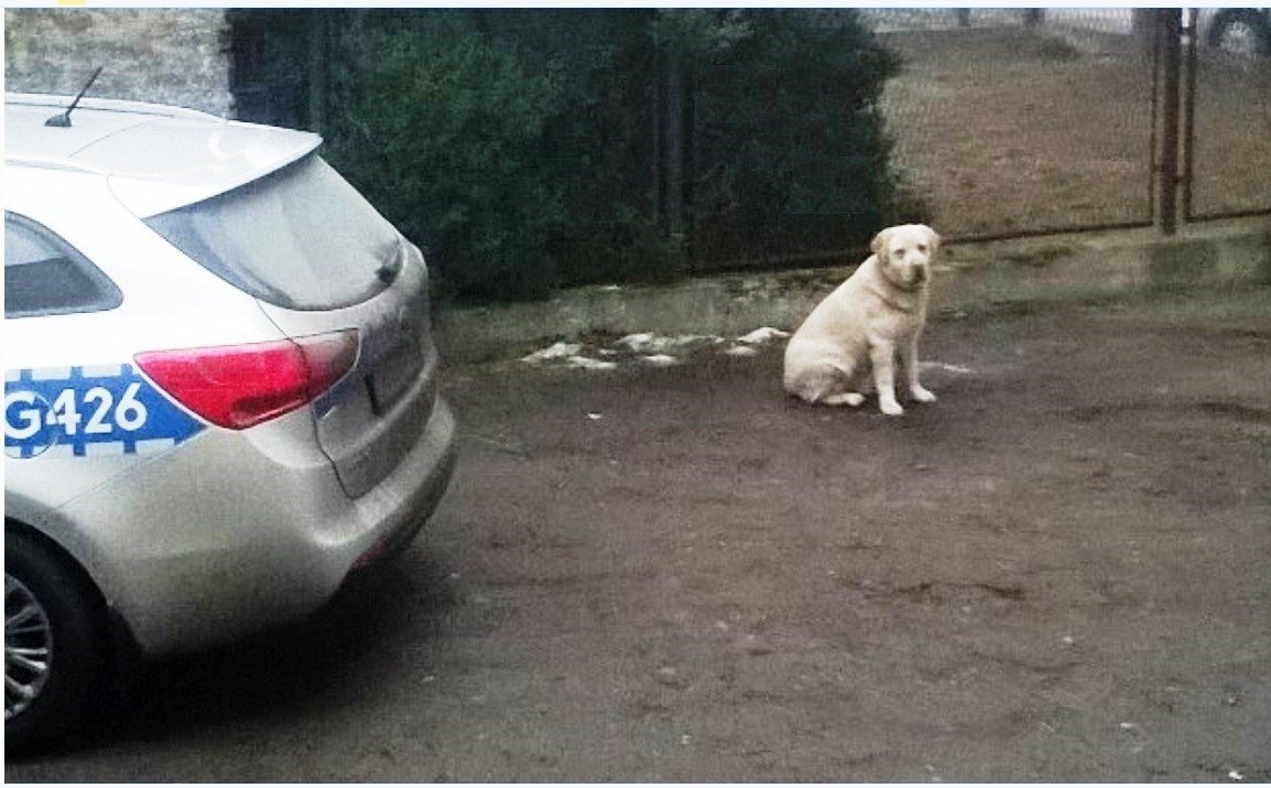 Policjanci z KP Zator, zaopiekowali się czworonożnym uciekinierem.