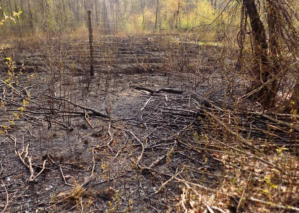 Las w Chełmku podpaliło dwóch 10-letnich chłopców.