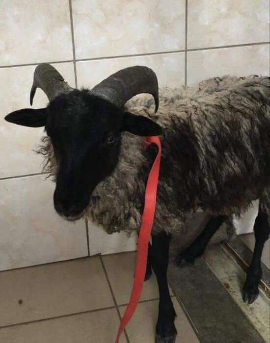 Jak pewien ,,Baran” chciał spędzić noc w Hotelu Hilton.