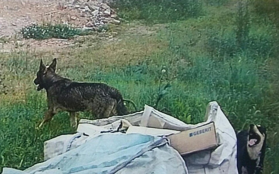 Dzikie psy zagryzają zwierzęta. Niebezpieczna sytuacja w Grojcu i Polance Wielkiej.