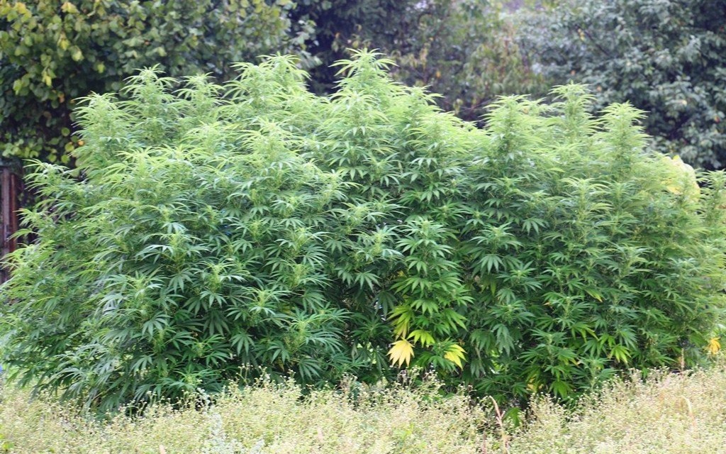 Policjanci zlikwidowali wartą ponad 40 tys. zł plantację konopi indyjskich w Osieku