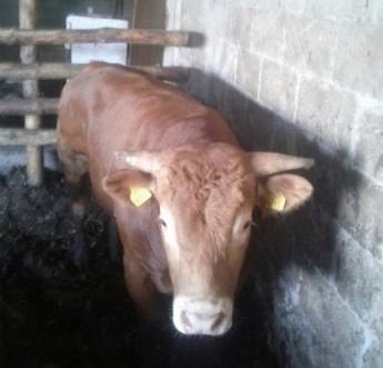 UWAGA ! Trwają poszukiwania … BYKA !