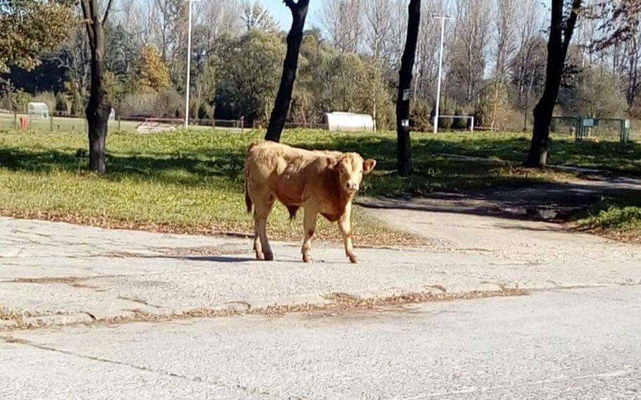 Odnalazł się poszukiwany BYK