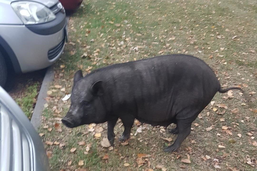 Świnka zatrzymana i pouczona przez Policjantów