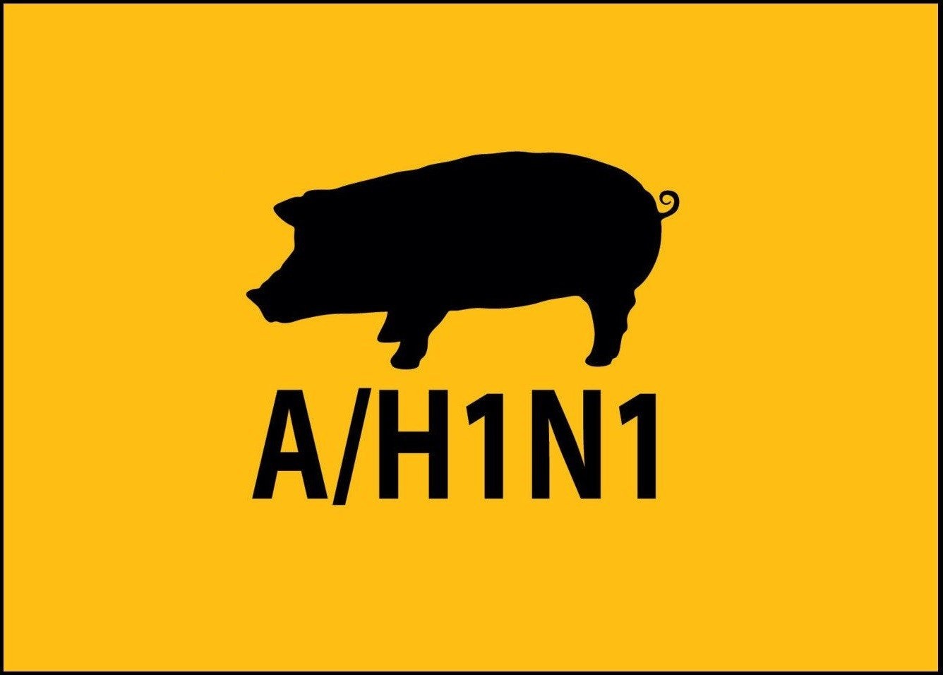 Odnotowano przypadki zachorowań na ,,świńską grypę” w naszym powiecie