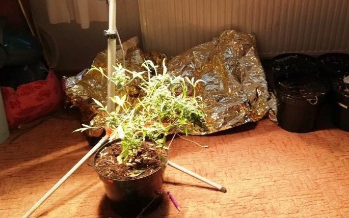 Polanka Wielka. Młody plantator konopi indyjskich z zarzutami