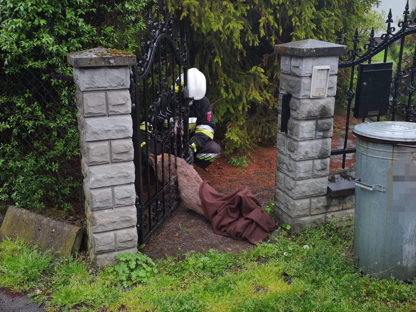 Strażacy na pomoc sarnie – ZDJĘCIA!