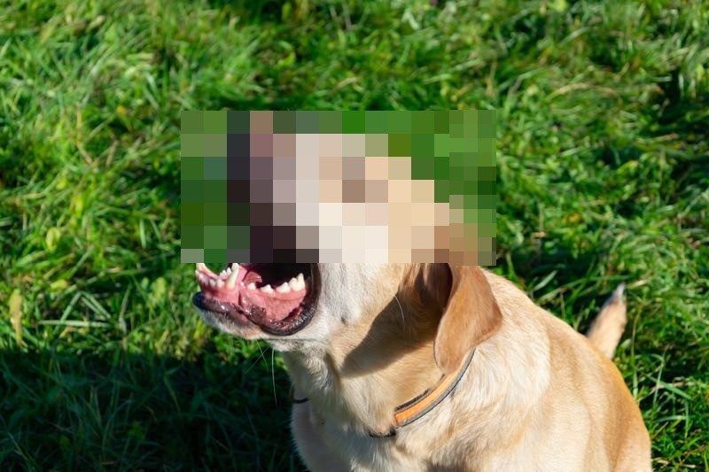 Poszukiwany właściciel psa, który pogryzł nastoletniego rolkarza