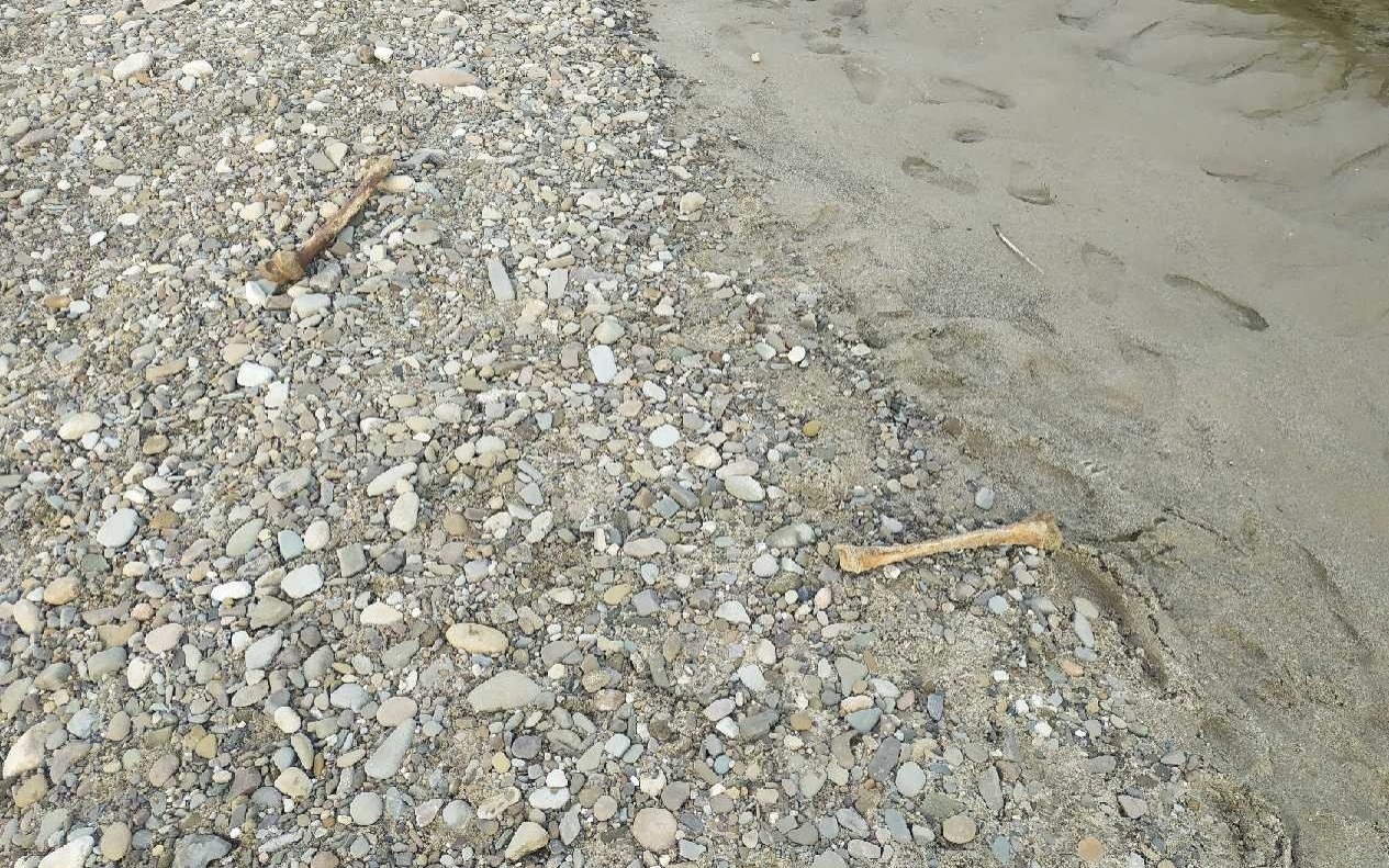 Ludzkie kości odnalezione w korycie rzeki Soły ! Policja i Prokuratura ustalają z jakiego okresu pochodzą