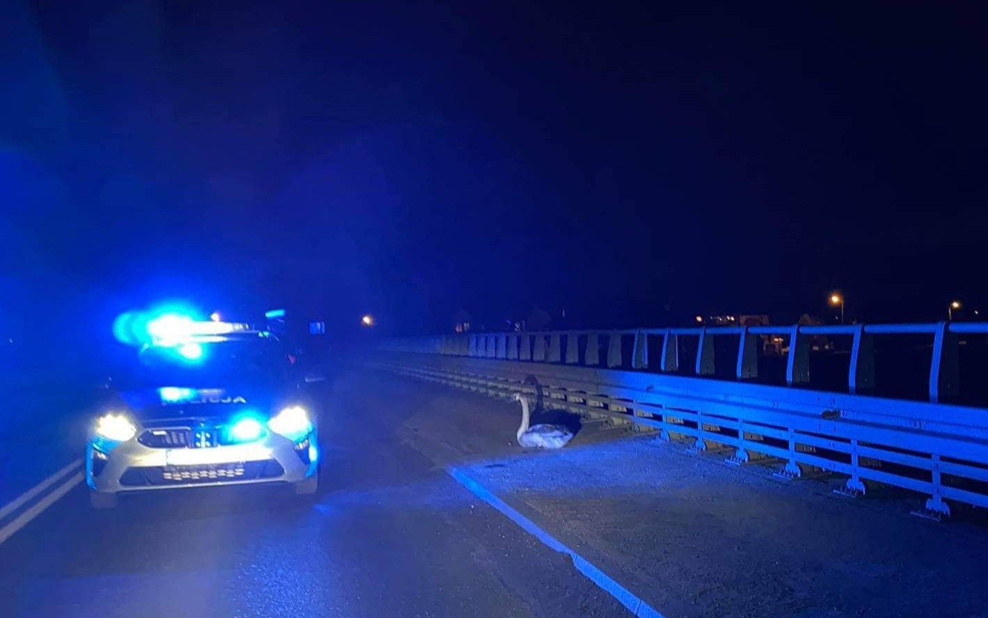 Policyjna obława w Bobrku. Zatrzymano niebezpiecznego łabędzia