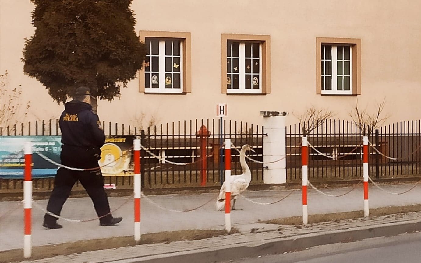 ,,Ptasia” interwencja strażników miejskich – ZDJĘCIA!