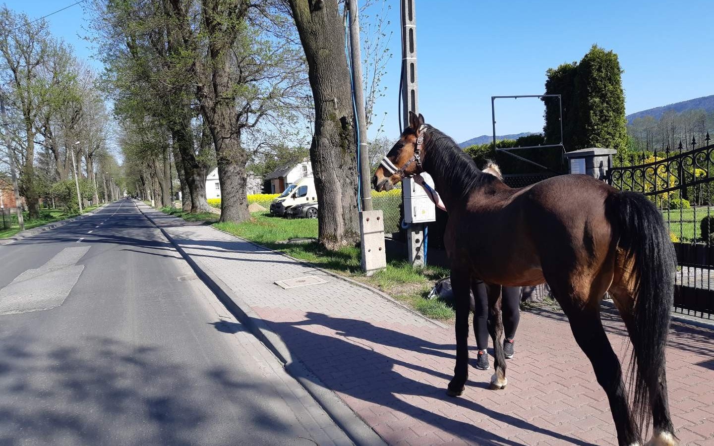 Rumak na „gigancie”… ruszył ze Śląska w Małopolskę