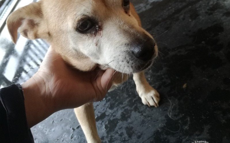 Nastolatka wezwała pomoc dla zziębniętego psiaka. Właściciel może go odebrać w schronisku