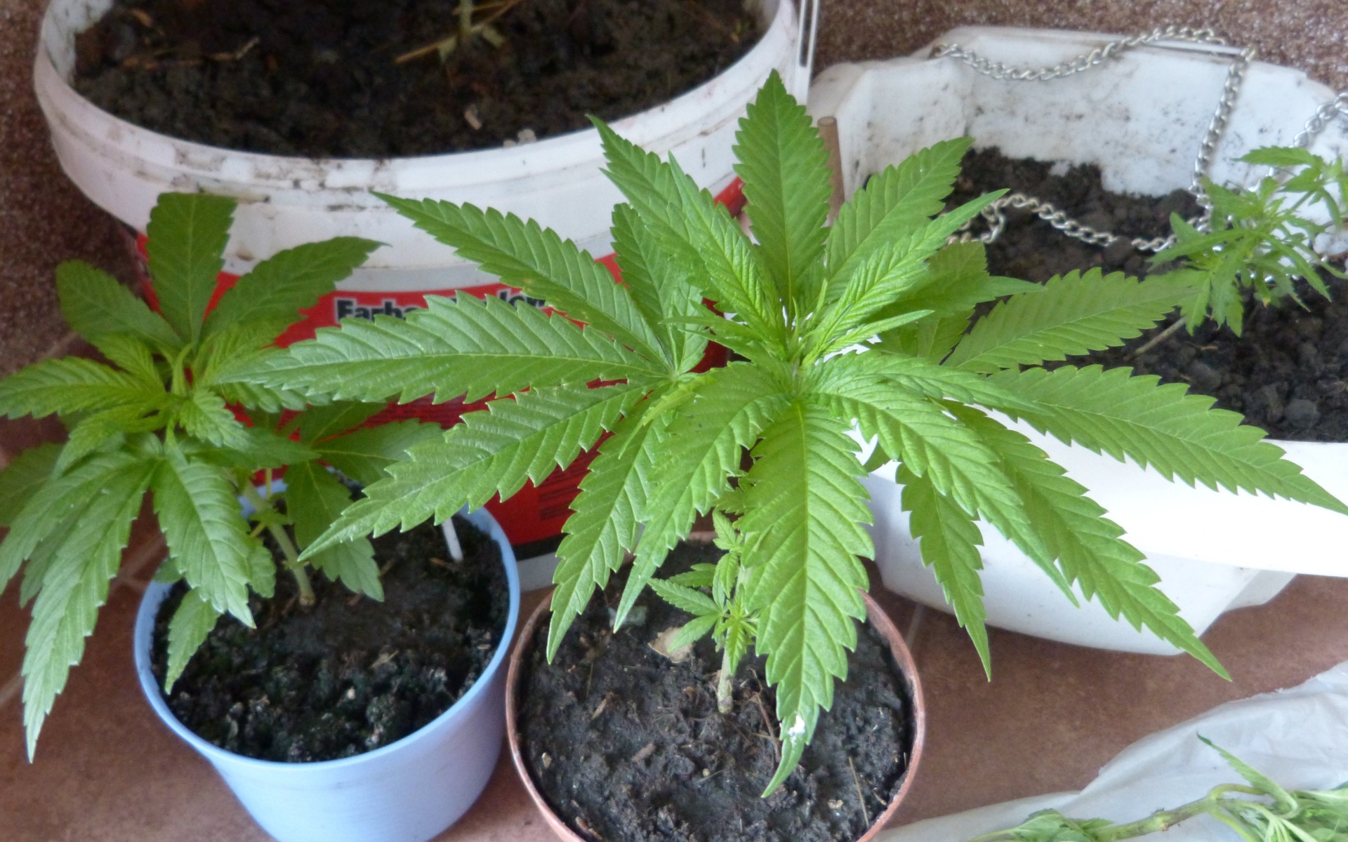 Policjanci zlikwidowali domową uprawę konopi indyjskich