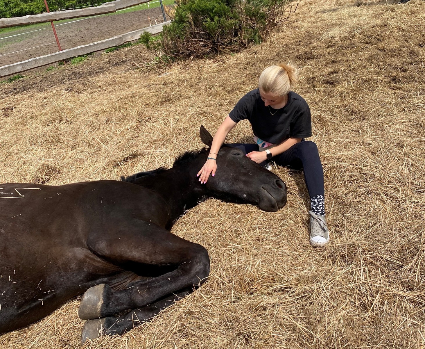 Były właściciel konia dostał zarzut za znęcanie się nad zwierzęciem