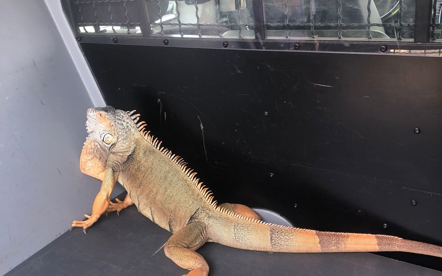 Wielka jaszczurka zatrzymana przez Policję! Uciekinier czeka na swoich właścicieli