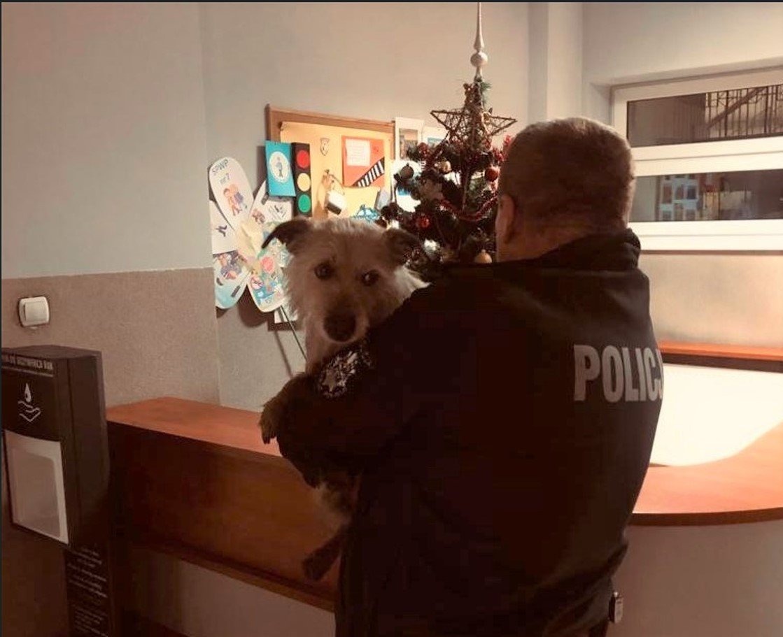Policjanci pomogli rannemu psiakowi. Futrzak w schronisku czeka na swojego właściciela