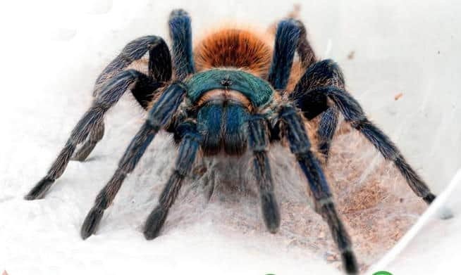 Egzotyczny pająk w jednym z oświęcimskich mieszkań