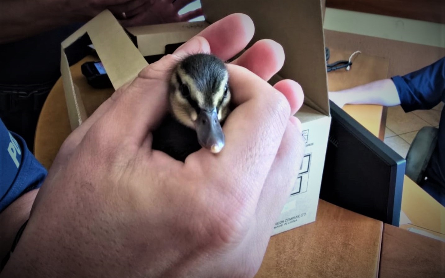 Policjanci ocalili osierocone kaczątka