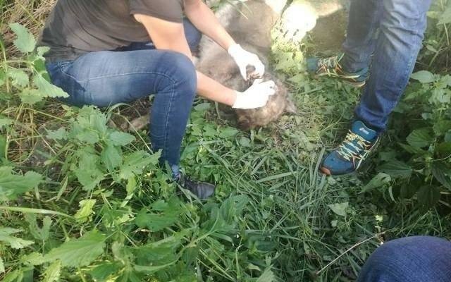 W okrutny sposób zabił psa, bo szczekał i przeszkadzał mu [ZDJĘCIA DRASTYCZNE]