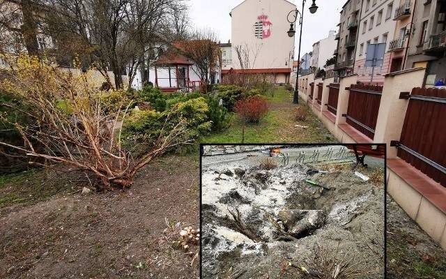 Chrzanów. Drzewa zniknęły sprzed Muzeum i Domu Urbańczyka. Mieszkańcy są oburzeni [ZDJĘCIA]