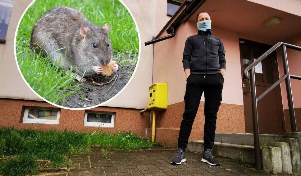 Szczury grasują na os. Młodości w Chrzanowie. Podkopały chodnik, mieszkańcy boją się, co zniszczą dalej [ZDJĘCIA]