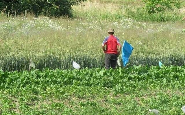 Dziki do odstrzału, bo zjadają rolnikom plony