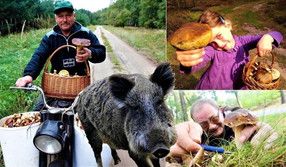 Dramaty grzybiarza. W tych sytuacjach jesteś bezradny