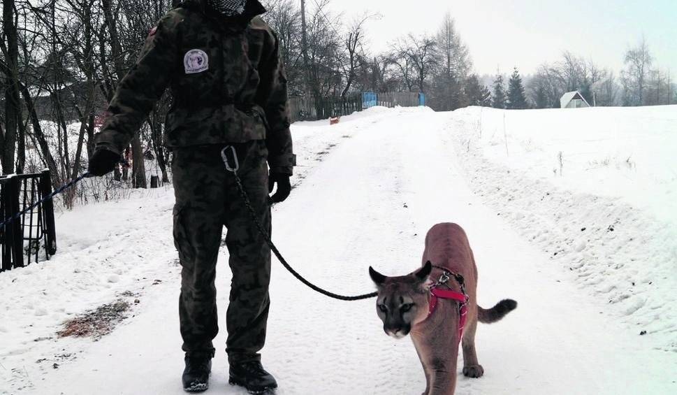 Mężczyzna wraz z pumą Nubią grasuje w lesie. Trwa obława